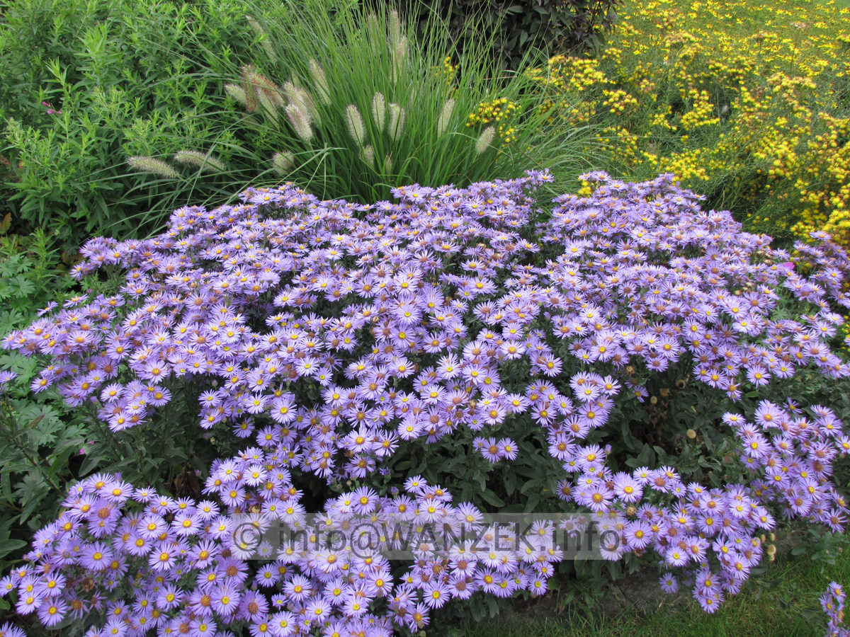 Aster amellus Gluecksfund1.JPG